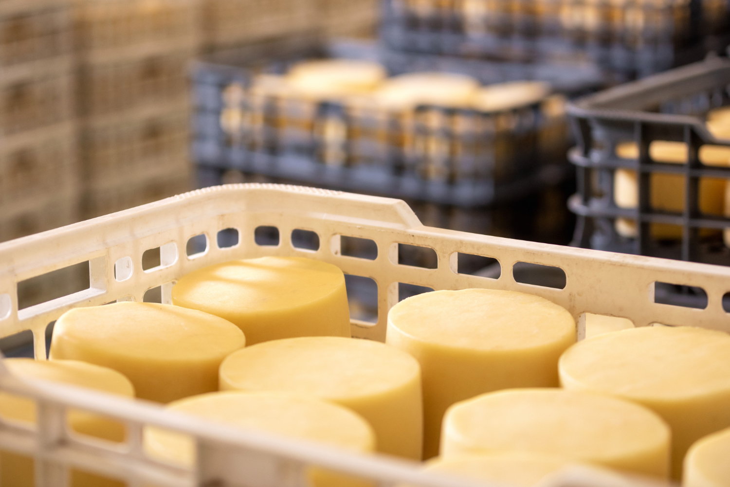 L'arte del formaggio: visita ai caseifici locali e degustazioni